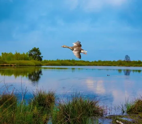 Wandelen door de Maasduinen
