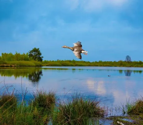 Wandelen door de Maasduinen