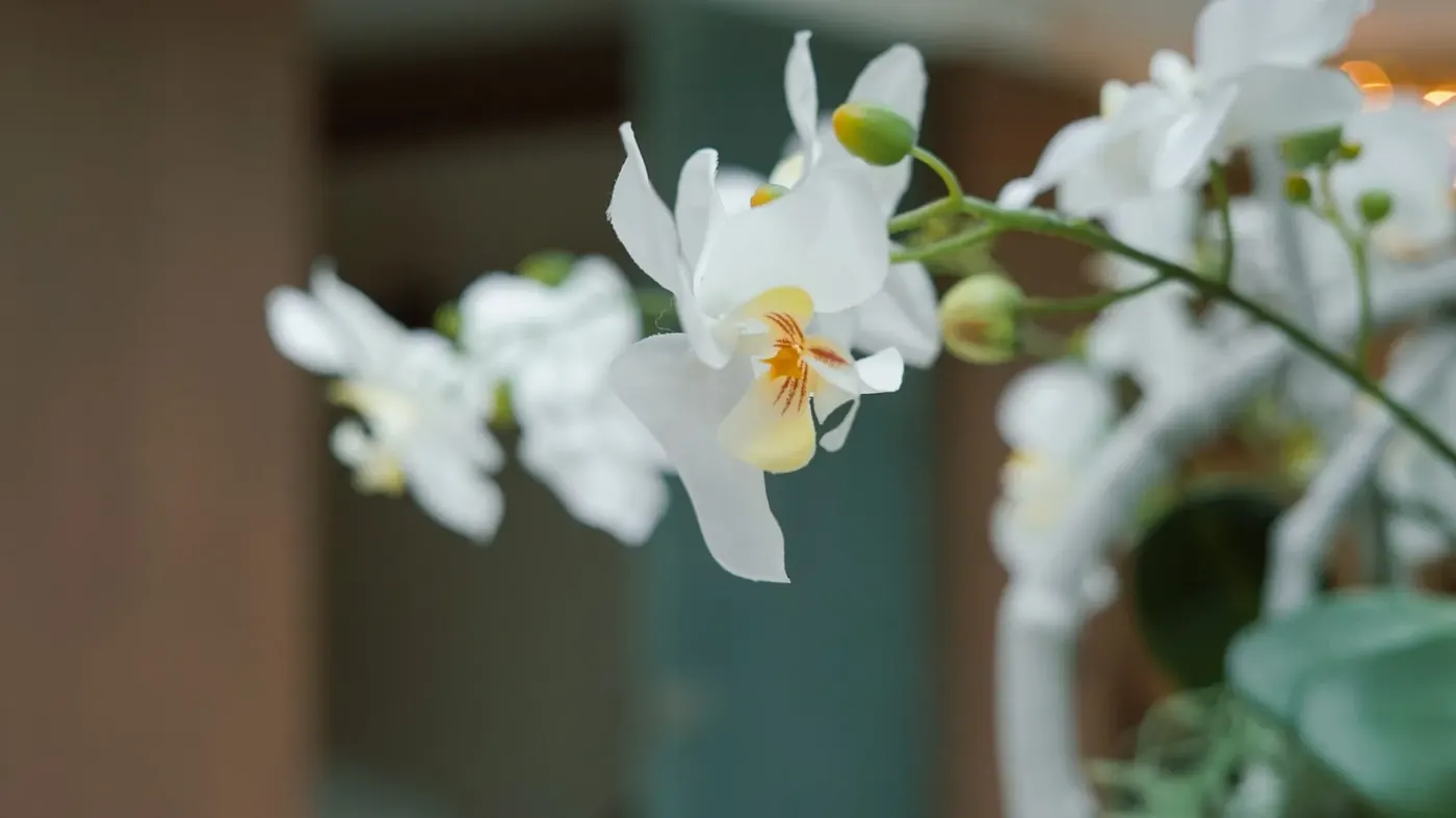 Witte orchideeën in de salon van Senssis