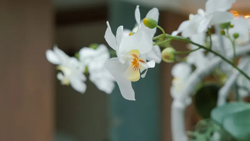 Witte orchideeën in beautysalon Senssis