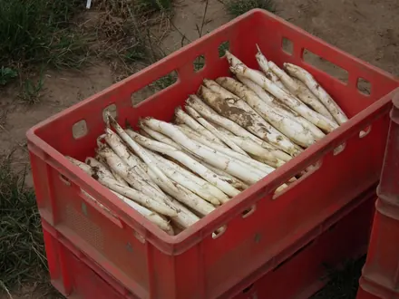 Rote Kiste voller frisch gestochener weißer Spargel auf dem Feld