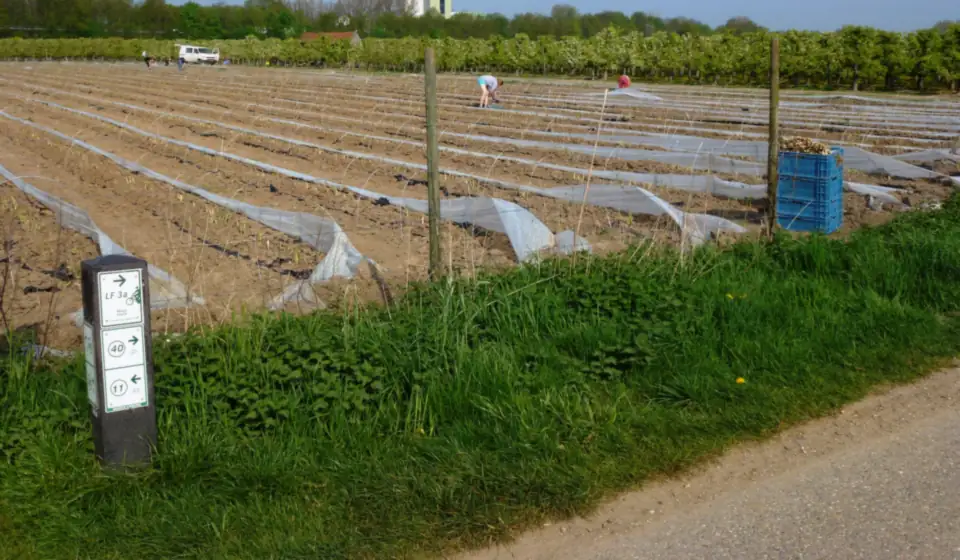 Spargelfeld unter Folie in Limburg, mit einem Radknotenpunkt-Pfahl am Weg