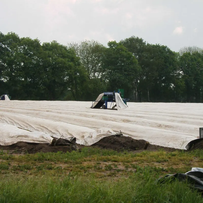 Asparagus beds under plastic sheeting