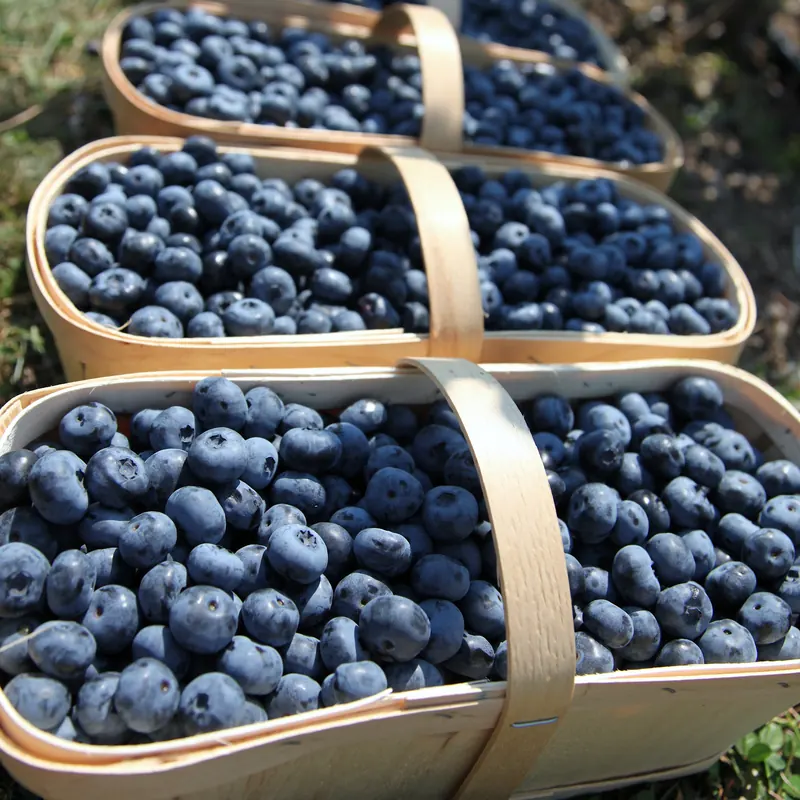 Wooden baskets full of picked blueberries in the grass