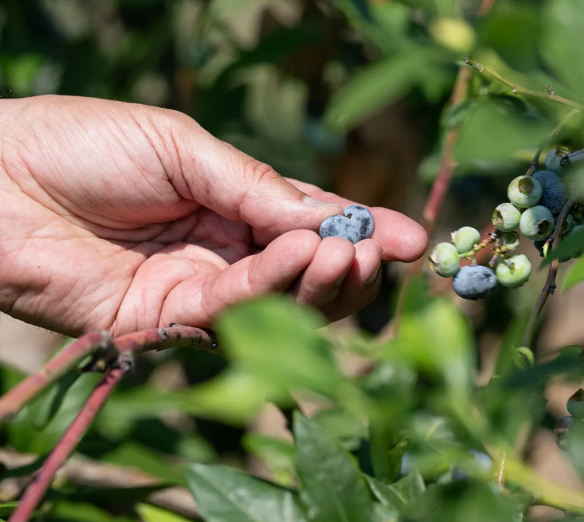 A hand holding freshly picked blueberries next to a cluster on the bush