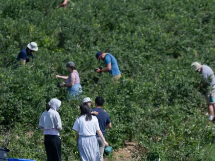 Pickers between the rows of blueberry bushes at a farm