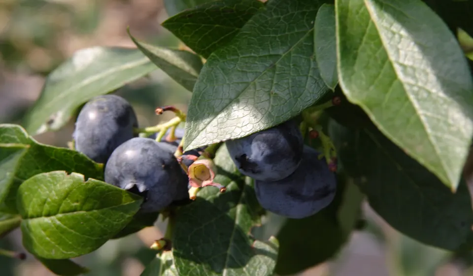 Ripe blueberries among the leaves of a blueberry bush