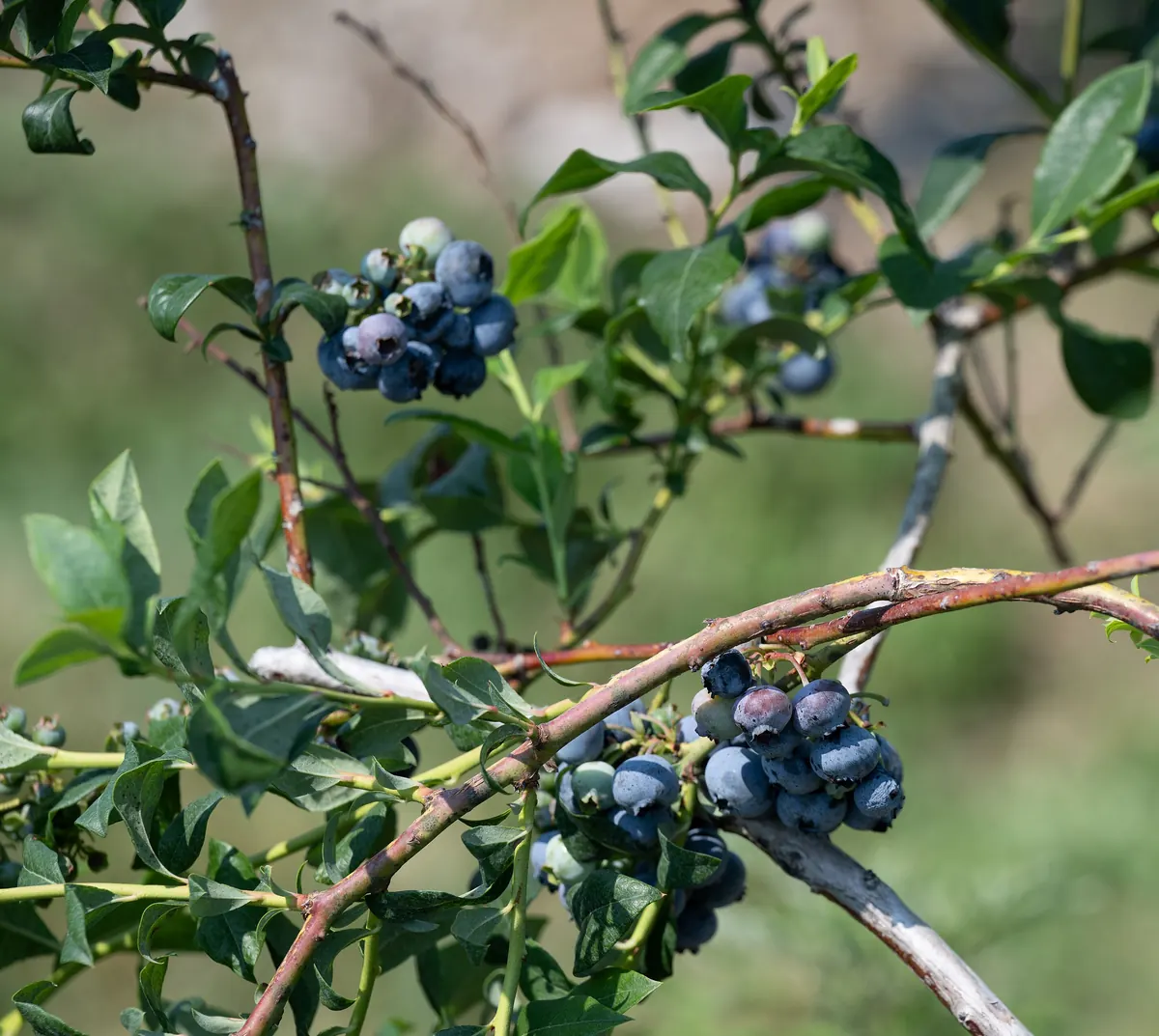 Clusters of ripe blueberries on the branches of a blueberry bush