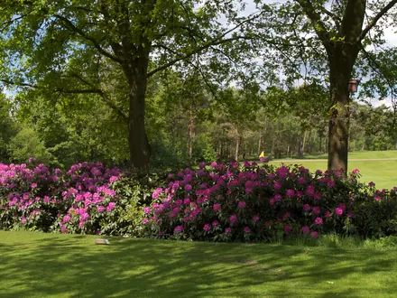 Flowering rhododendrons beside a tee in Geijsteren