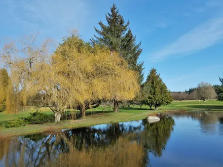Pond with weeping willows and pines beside a golf course
