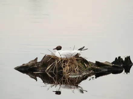 Brütende Lachmöwe auf einem Nest mitten im Wasser