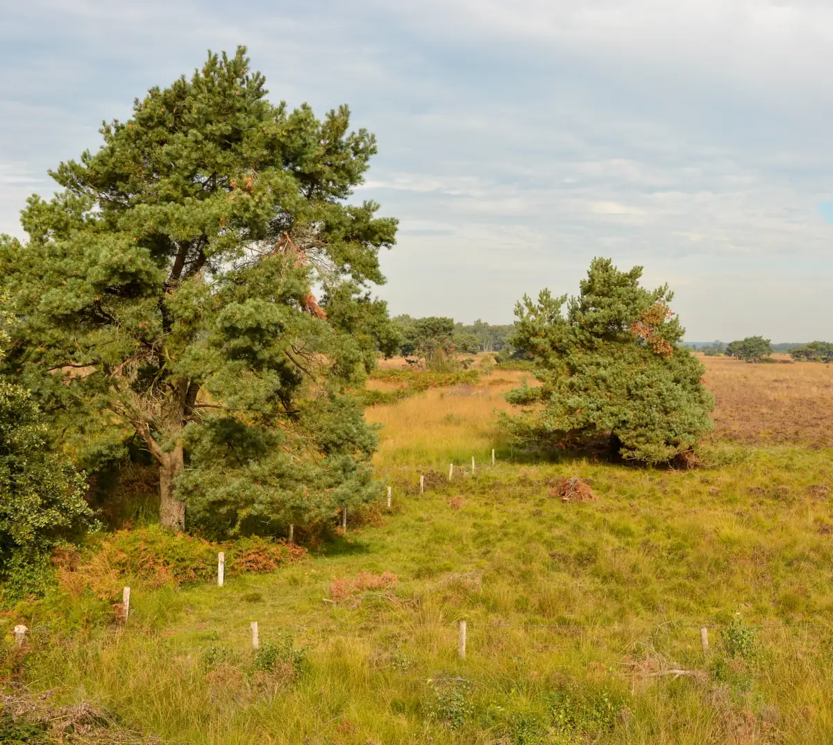 Offene Heide und Grasland mit Waldkiefern, weiter Blick über De Groote Peel