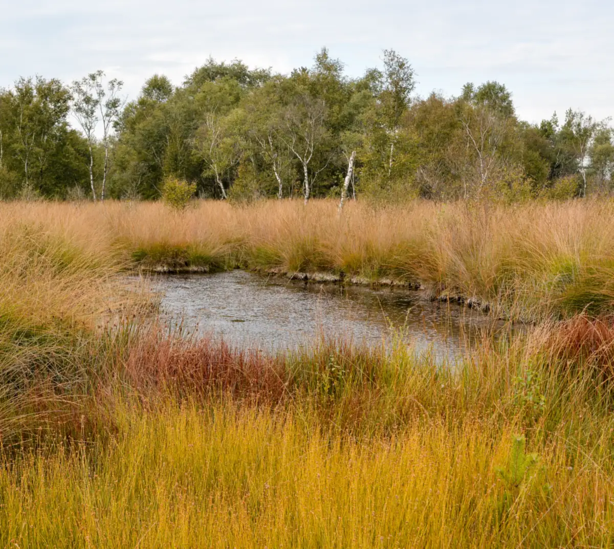 Kleine Torfgrube zwischen Pfeifengras in Herbstfarben, mit Birken dahinter, in De Groote Peel