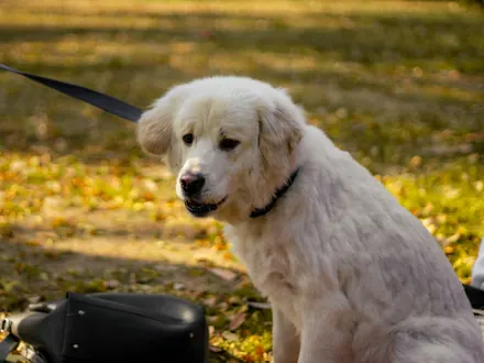 Weißer Hund an der Leine, sitzend im Herbstlaub