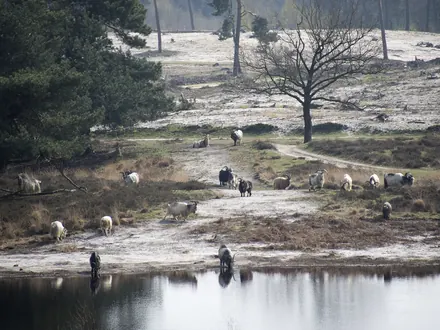 Ziegen grasen an einem Moorsee auf der Heide von De Maasduinen