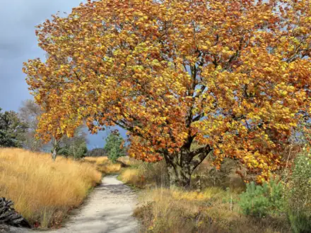 Sandweg an einer Eiche in Herbstfarben auf dem Landgut De Hamert