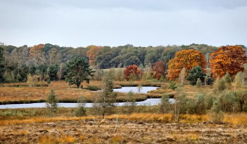 Moorseen und Heide auf dem Landgut De Hamert im Herbst, mit Eichen in Herbstfarben im Hintergrund