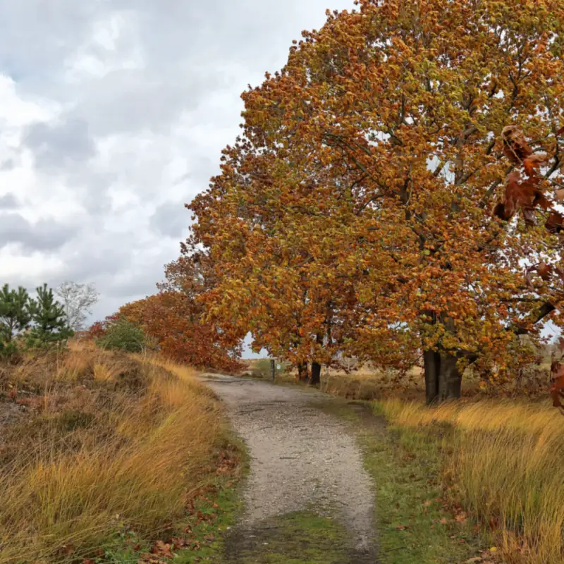 Wanderweg mit Eichen in Herbstfarben über die Heide des Landguts De Hamert