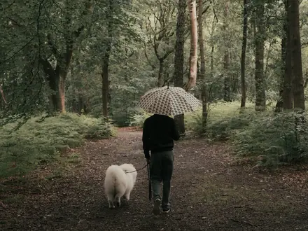 Wanderer mit Regenschirm und einem weißen Hund auf einem Waldweg