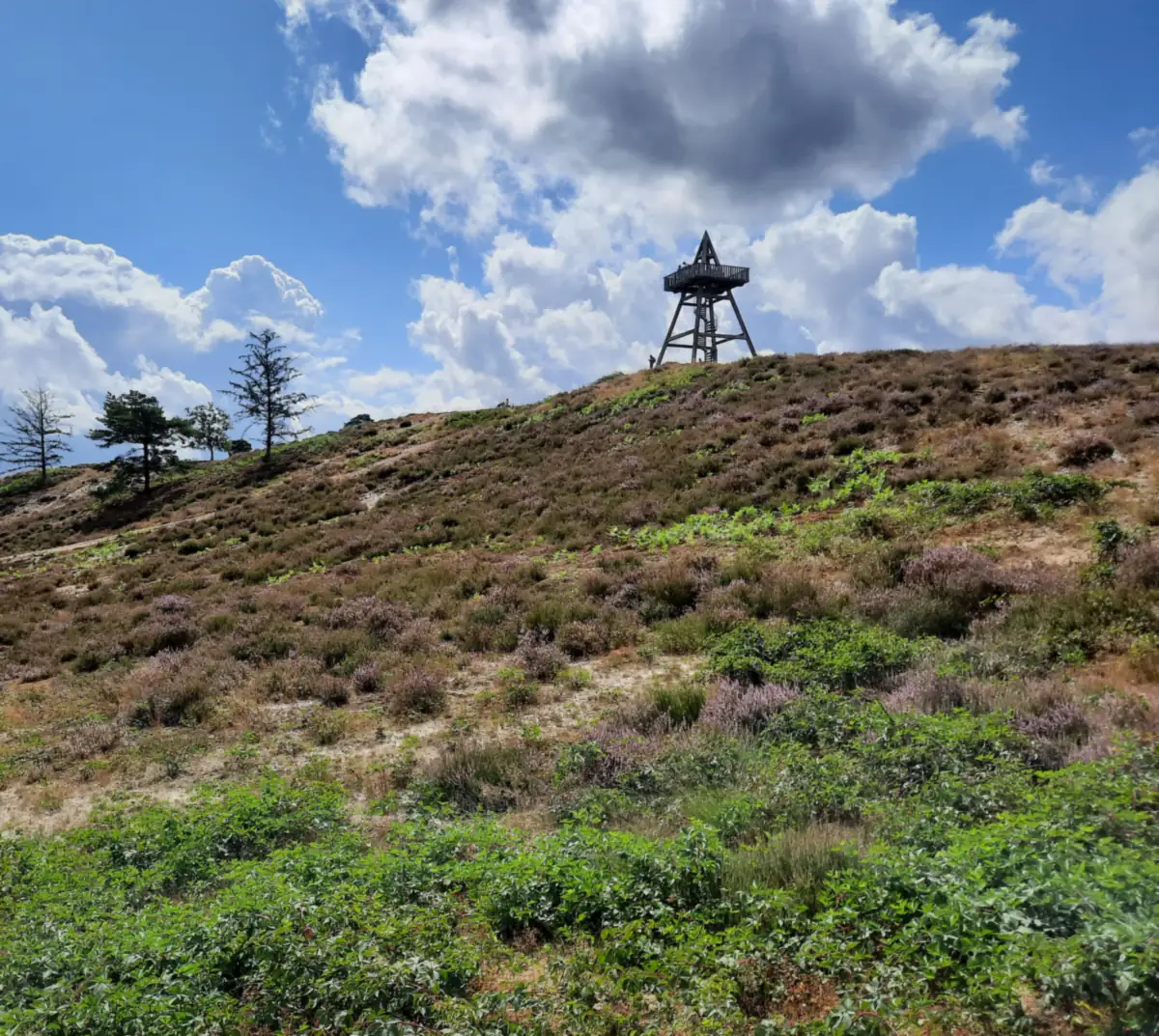 Der hölzerne Aussichtsturm auf einer Flussdüne mit blühender Heide im Bergerbos bei Afferden