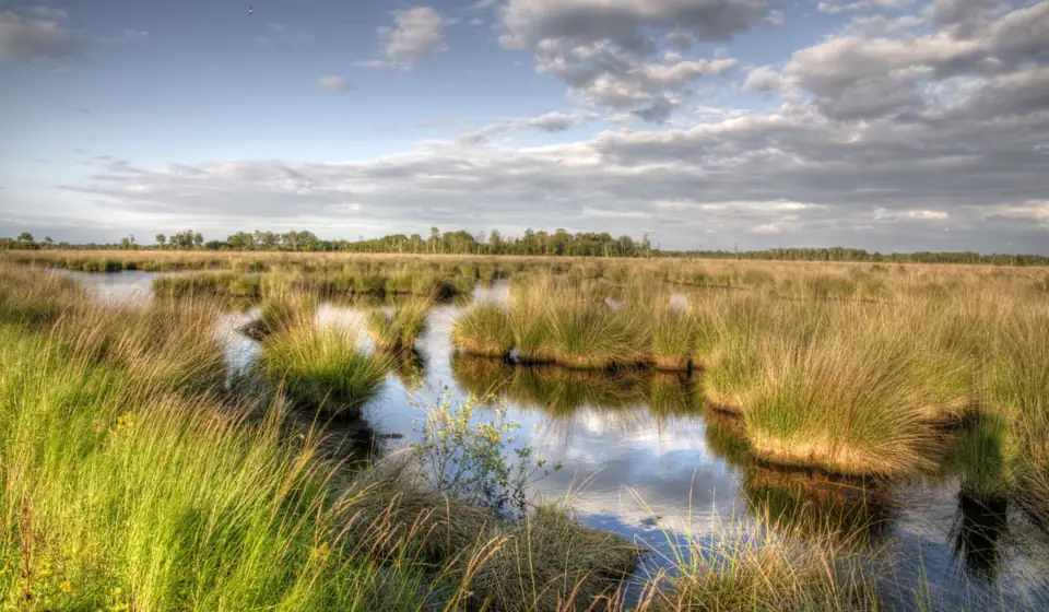 Moor mit Tümpeln und Pfeifengras in der Mariapeel bei Helenaveen