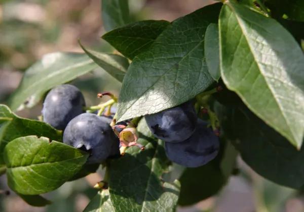 Reife Blaubeeren an einem Beerenstrauch