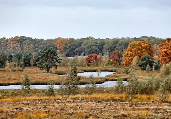 Moorseen und Heide auf dem Landgut De Hamert im Herbst