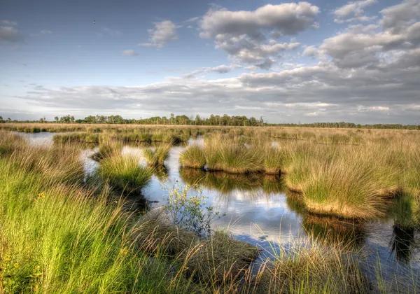 Moor mit Tümpeln und Pfeifengras in der Mariapeel bei Helenaveen