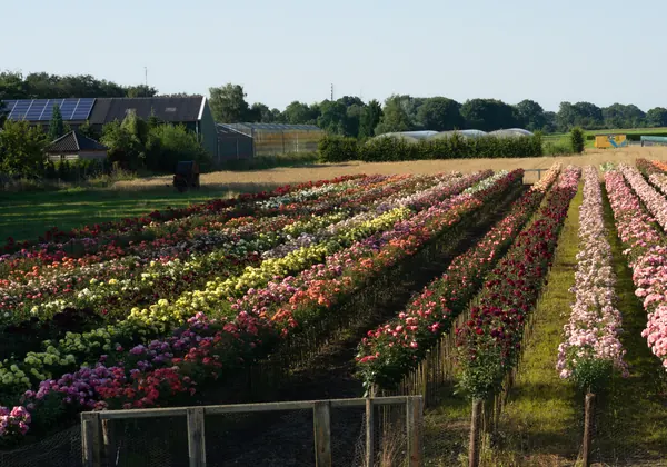 Reihen blühender Stammrosen in einer Rosengärtnerei in Lottum