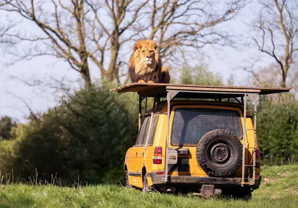 Lion on a safari jeep at ZooParc Overloon