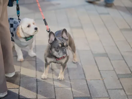 Zwei kleine Hunde an der Leine auf einer gepflasterten Straße