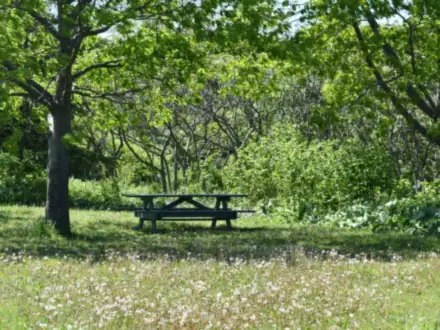 Picknicktisch auf einer Wiese unter Bäumen