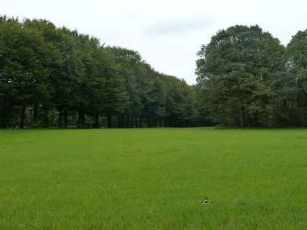 Meadow and a row of beeches on the Geijsteren estate, on the Pieterpad
