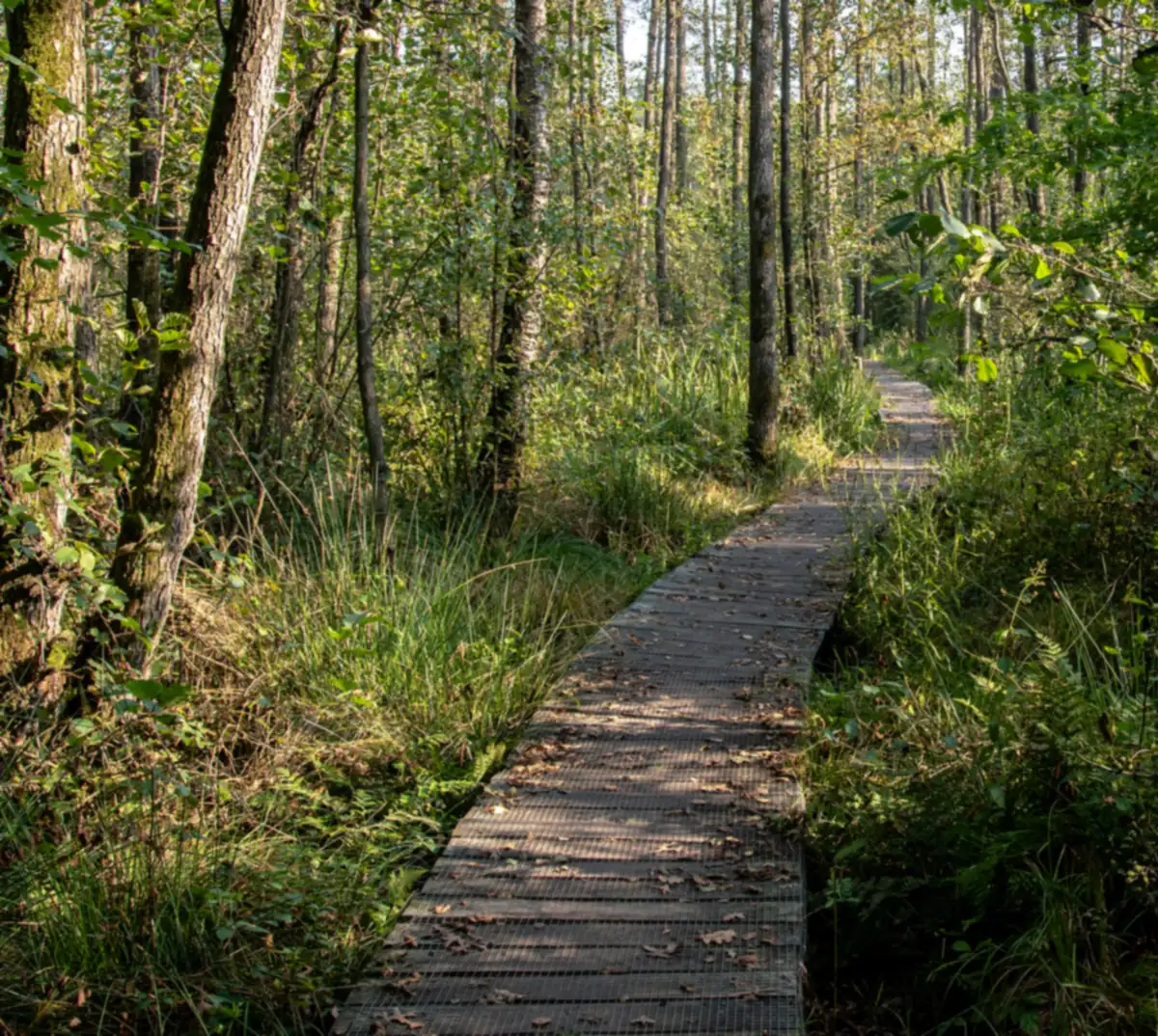 Hölzerner Knüppelweg durch nassen Wald im Schuitwater, auf der Etappe Swolgen–Venlo