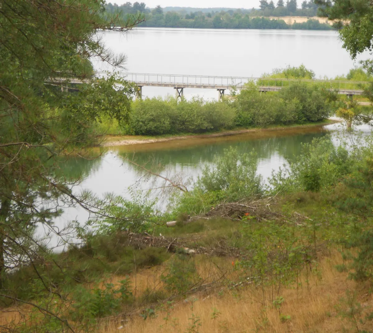 Die lange Holzbrücke über den Reindersmeer, zwischen den Kiefern hindurch gesehen, mit einer Lagune im Vordergrund