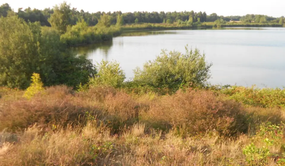 Blühende Heide am Ufer des Reindersmeer, mit dem Wasser und dem Waldrand im Abendlicht