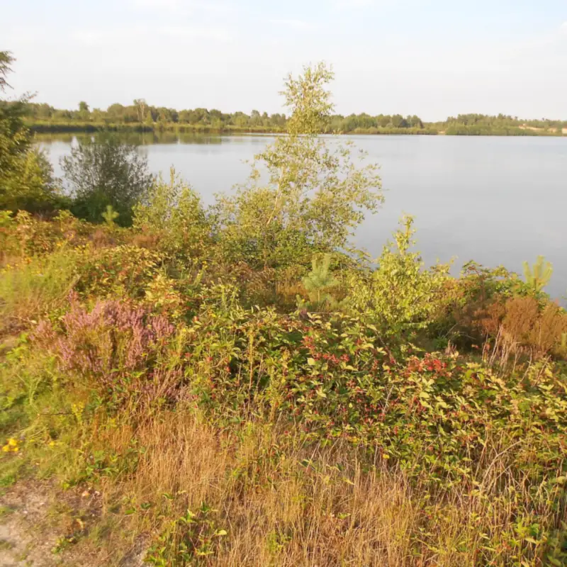 Eine junge Birke und Heide am Ufer des Reindersmeer im Abendlicht
