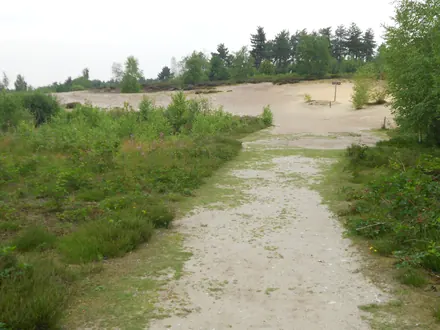 Sandweg zwischen Heide und Birken zum Flugsand am Reindersmeer