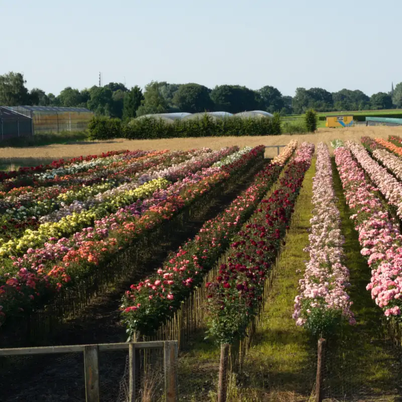 Reihen blühender Stammrosen in einer Rosengärtnerei in Lottum