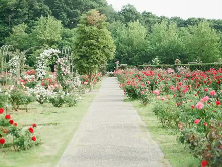 Weg durch einen Rosengarten mit blühenden Beeten und Rosenbögen