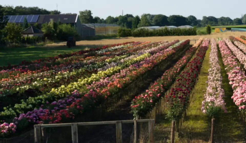 Reihen blühender Stammrosen in Rot, Rosa und Gelb in einer Rosengärtnerei in Lottum