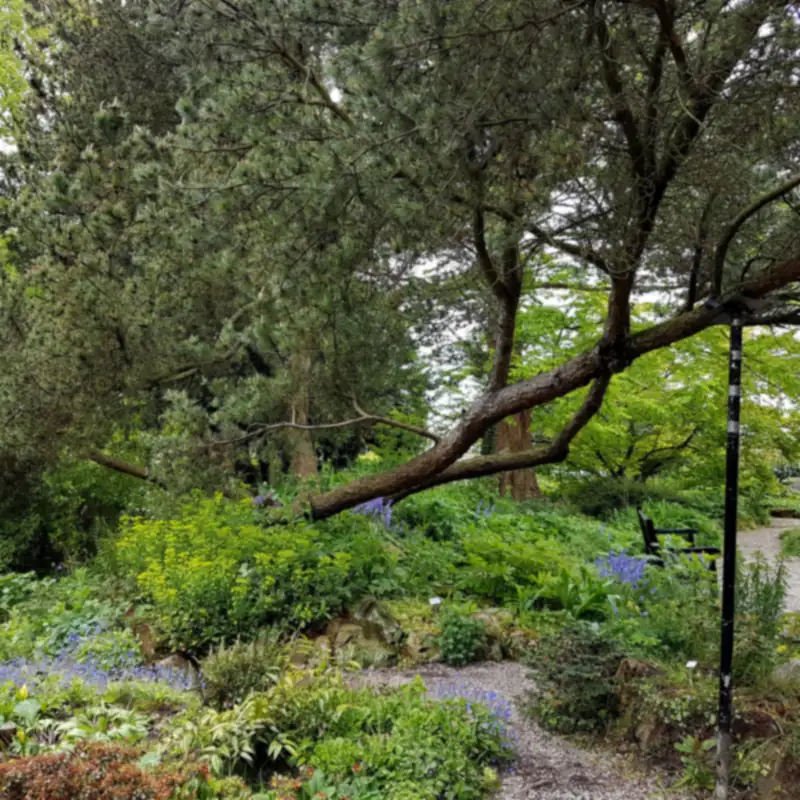 Grove den boven borders met boshyacinten in botanische tuin Jochumhof in Steyl