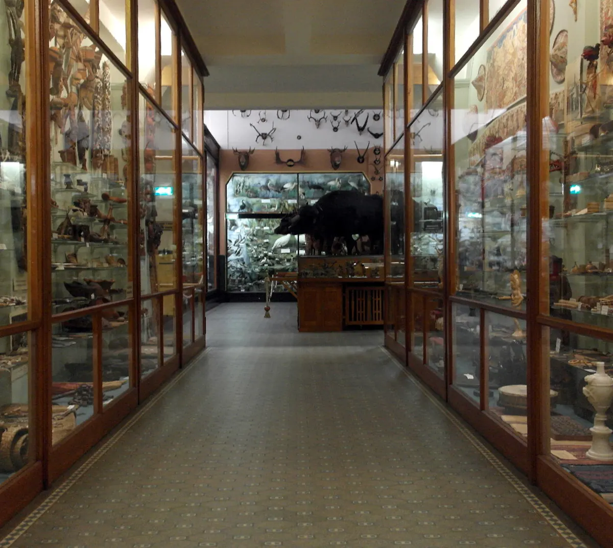 De grote zaal van het Missiemuseum in Steyl, met houten vitrines en achterin een opgezette waterbuffel