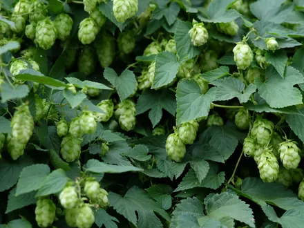 Hop plant full of green hop cones
