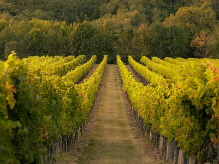 Grass path between rows of vines with autumn-coloured leaves