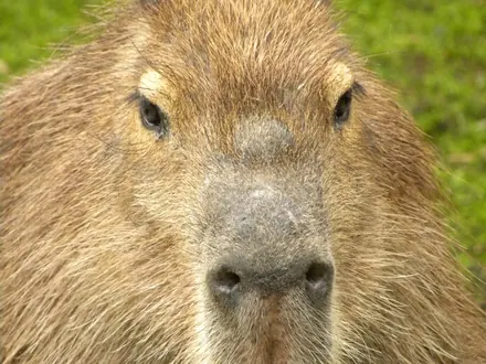 Capybara at ZooParc Overloon