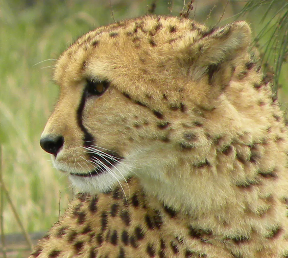 Gepard im Gras im ZooParc Overloon