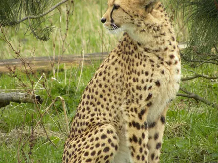 Cheetah sitting in the grass at ZooParc Overloon