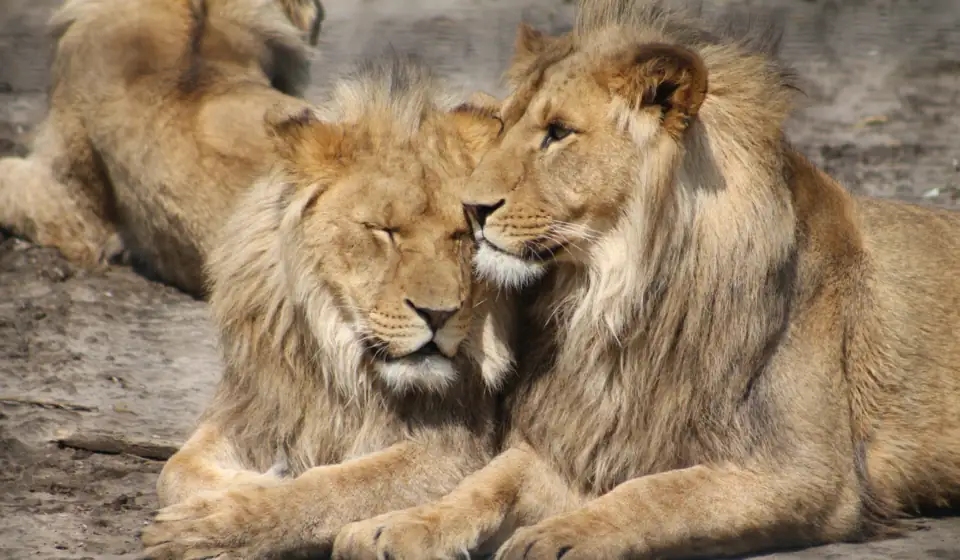 Two lions lying against each other at ZooParc Overloon