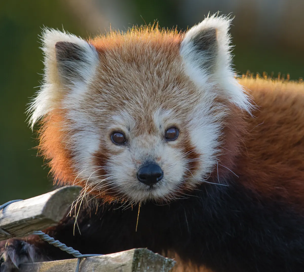 Roter Panda auf einer Holztreppe im ZooParc Overloon
